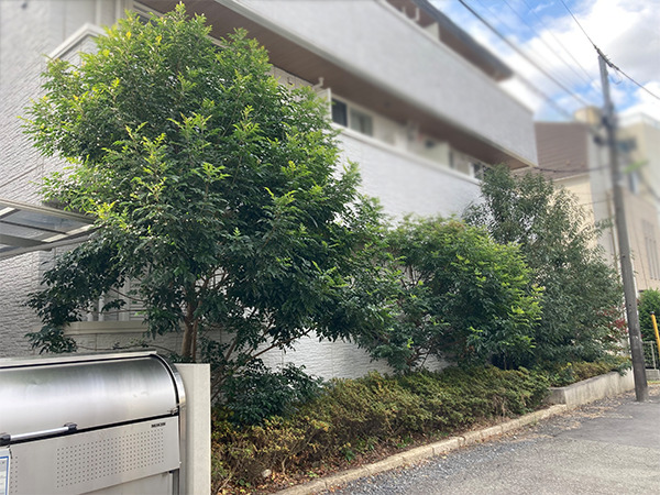 【神奈川県川崎市高津区】植込地の思ってもいないほど大きくなった植木の強剪定 – 川崎市 – 植木屋:緑化 庭園管理|要造園