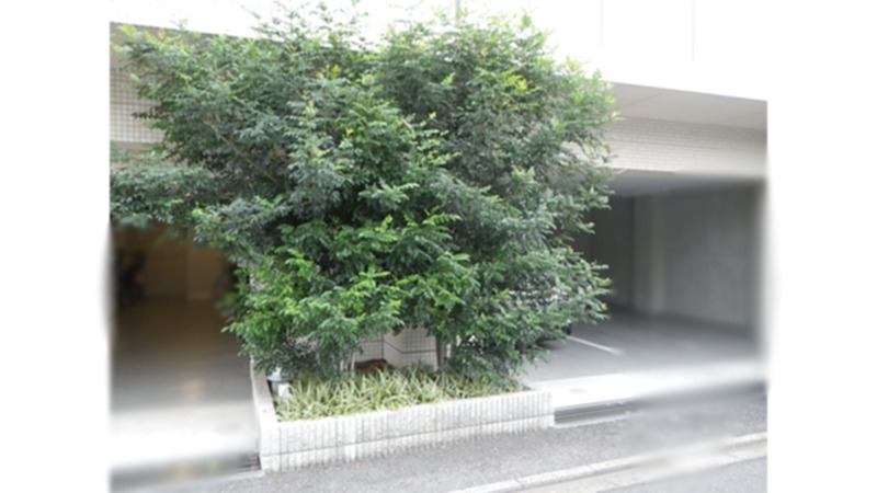 【神奈川県川崎市中原区】マンションの植込にあるシマトネリコの剪定
