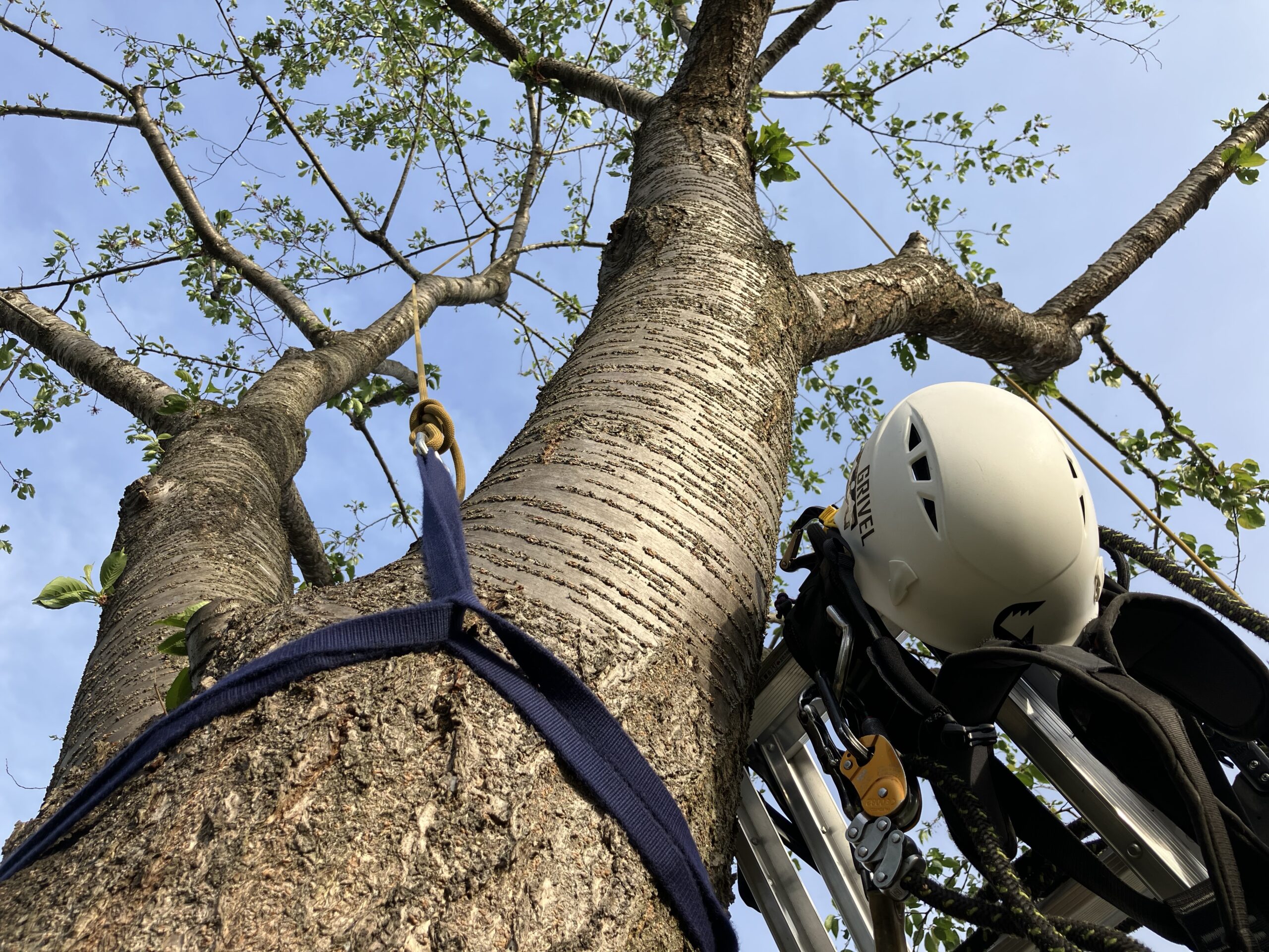 ツリークライミングを応用とした剪定方法 – 川崎市 – 植木屋：緑化 庭園管理｜要造園